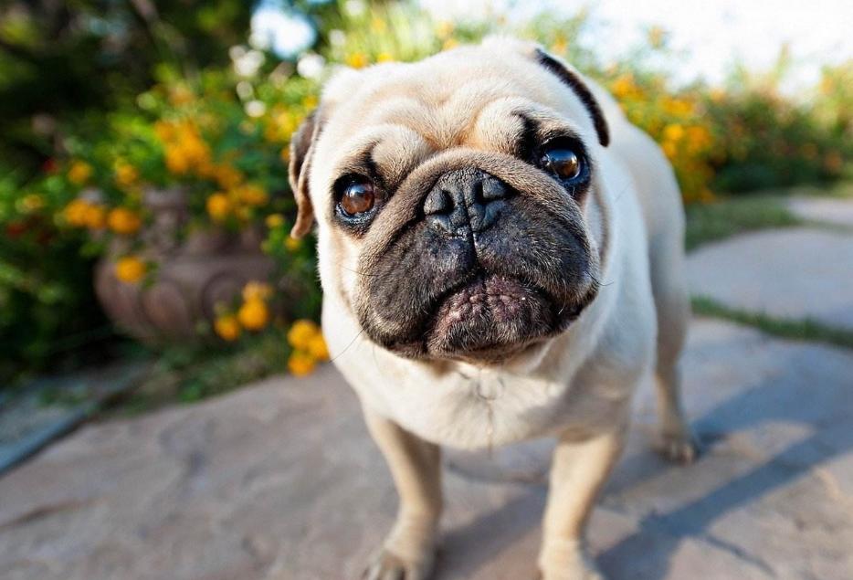 巴哥犬能不能像土狗一样养,初养犬者适合饲养巴哥犬