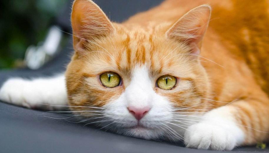 领养小猫咪时送什么礼物,领养刚出世的猫咪怎么喂养