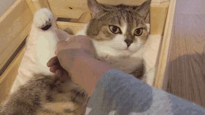 撸猫的秘籍,养猫妙招新手也能讨高冷猫咪欢心