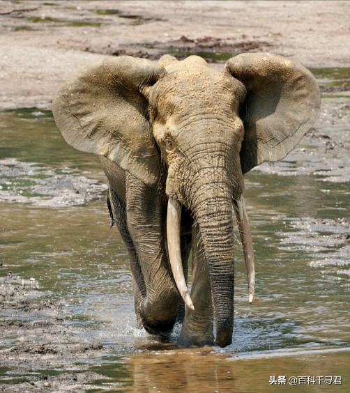 在非洲的热带雨林里，还生活着第三种大象——非洲森林象