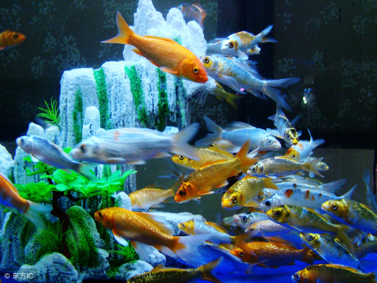 鱼咋老是想不开“自杀”呢？可能是这几个原因！