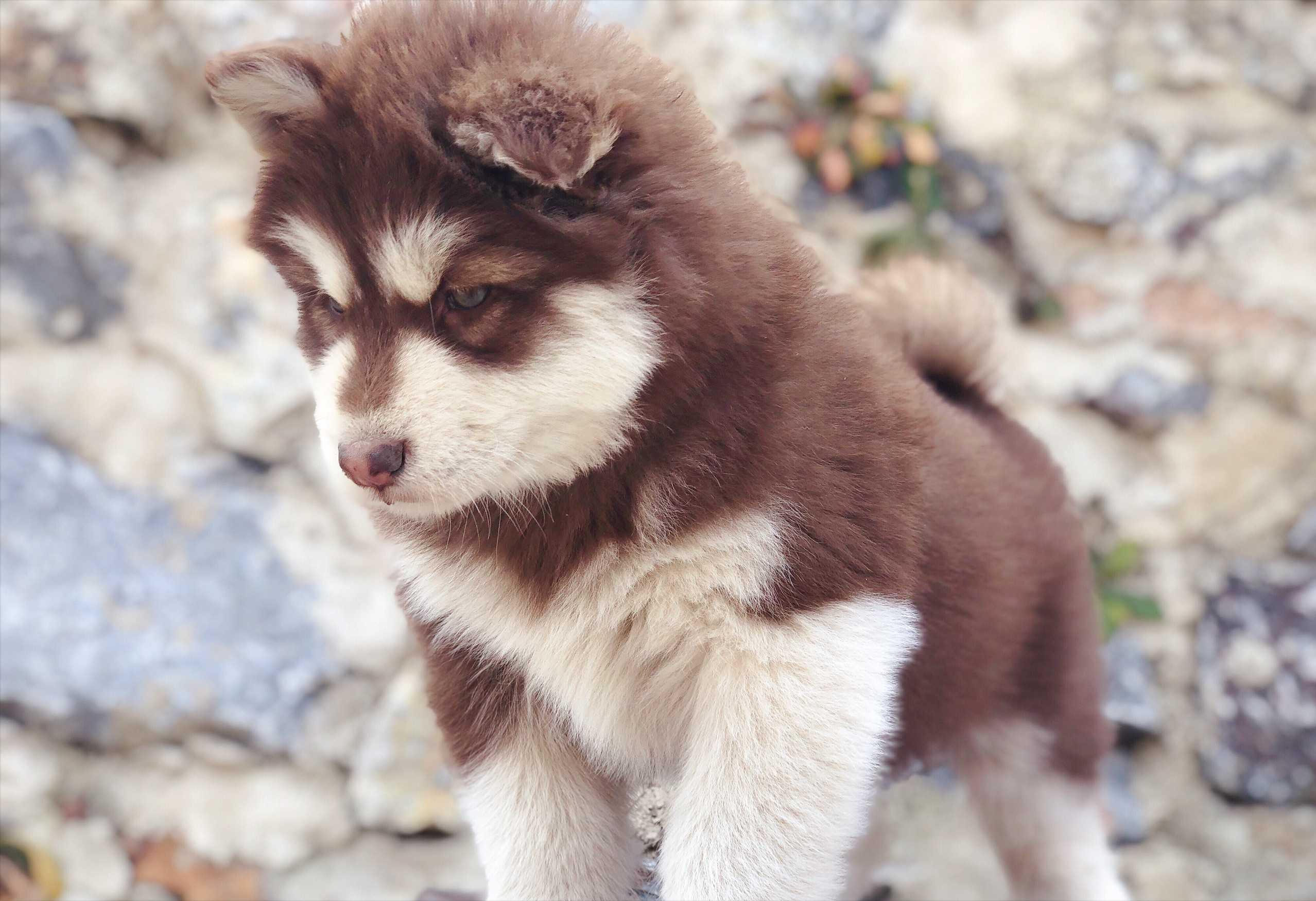 给阿拉斯加养个什么同伴比较好,给你100个养狗理由