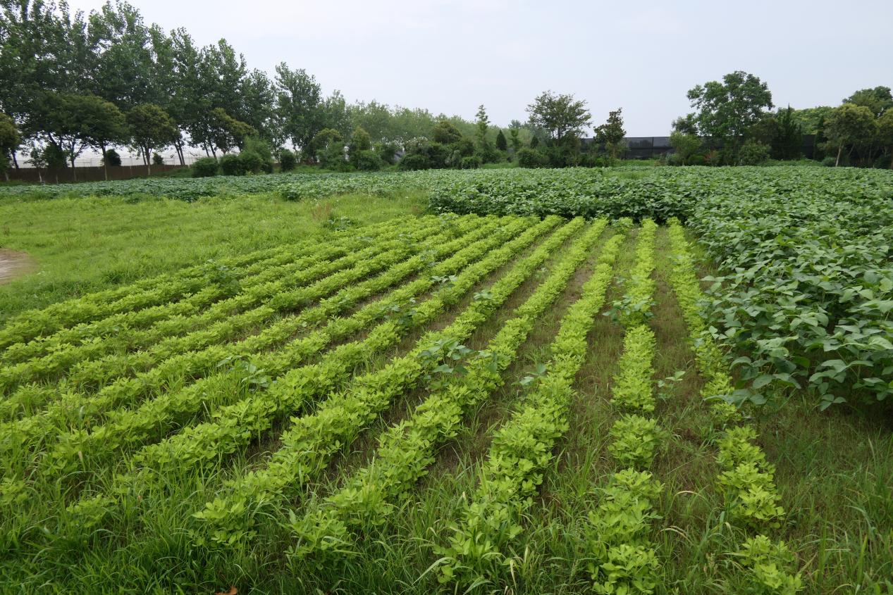 打造一个三十亩地小农庄多少钱,小农庄怎么打造