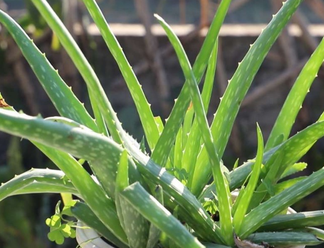 芦荟黄叶,金鞭芦荟黄叶片