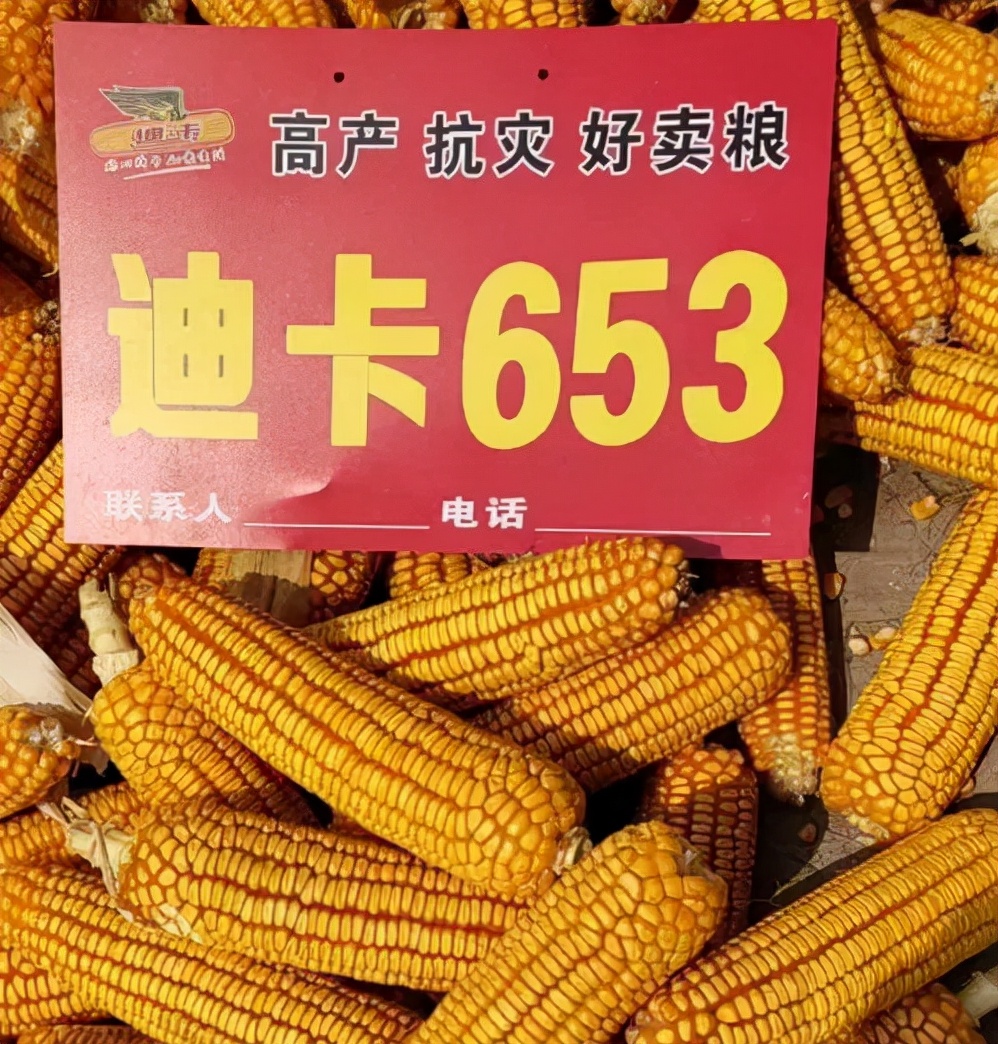 黄淮海主推玉米品种中农大678,最新黄淮地区玉米品种前十名名单