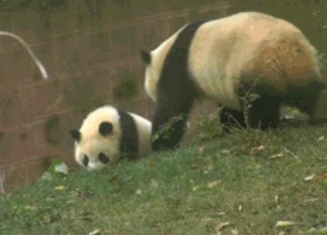 大熊猫有没有吃肉的特性,大熊猫的消化系统为什么不怕竹子