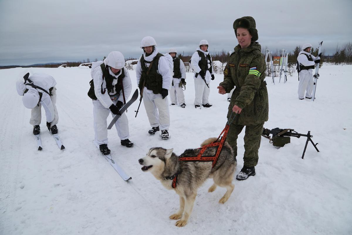 这才是哈士奇的正确打开方式：俄军北极摩步旅组建哈士奇雪橇犬队