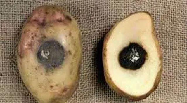 马铃薯这几种病害你都会认吗？认清了以后教你怎么治！（二）