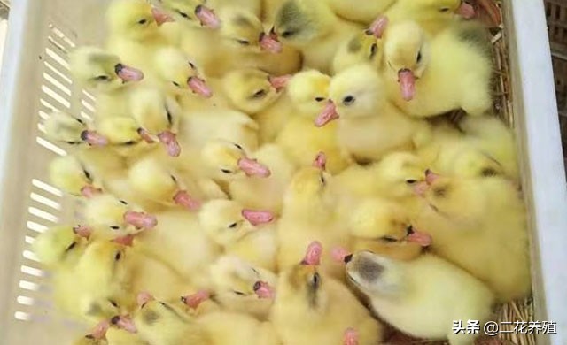 小鹅拉白粪喂什么药？鹅拉白色粪便怎么办？教你一招快速解决