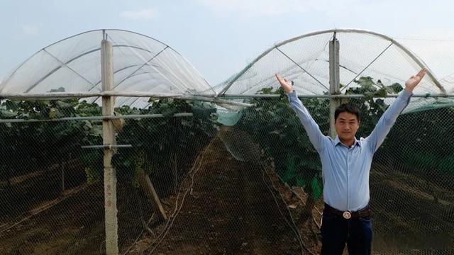 小伙种植葡萄年赚千万,80后小伙创业种葡萄