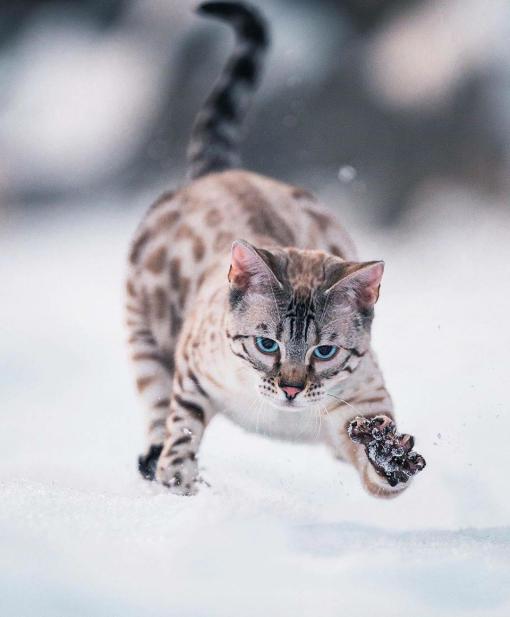 最稀有的猫咪是什么猫,全球最稀有的猫咪再不看就看不到