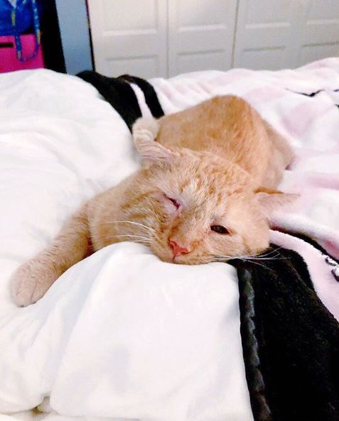 房东不准养猫谁能把猫领养,租房时房东不让养猫然后发了图片