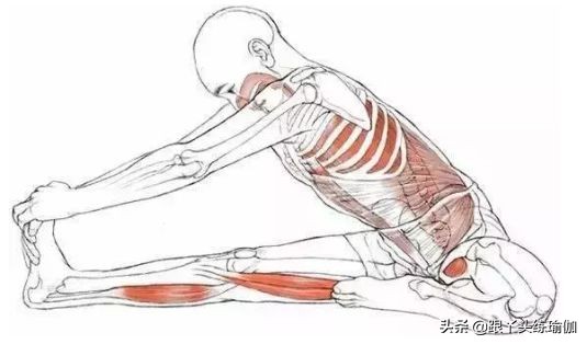 常练这2个瑜伽体式，拒绝妇科炎症，排毒养颜，提升形象气质