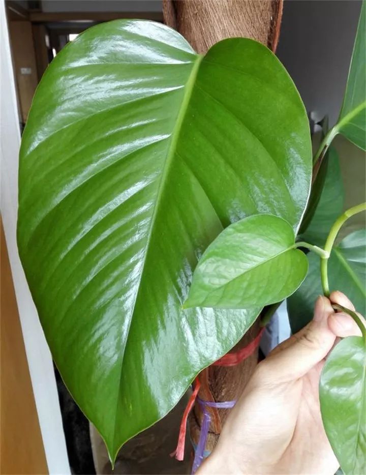 缁胯悵闀垮緱鏋濈箒鍙惰寕,浜哄鍏荤殑缁胯悵鏋濈箒鍙惰寕