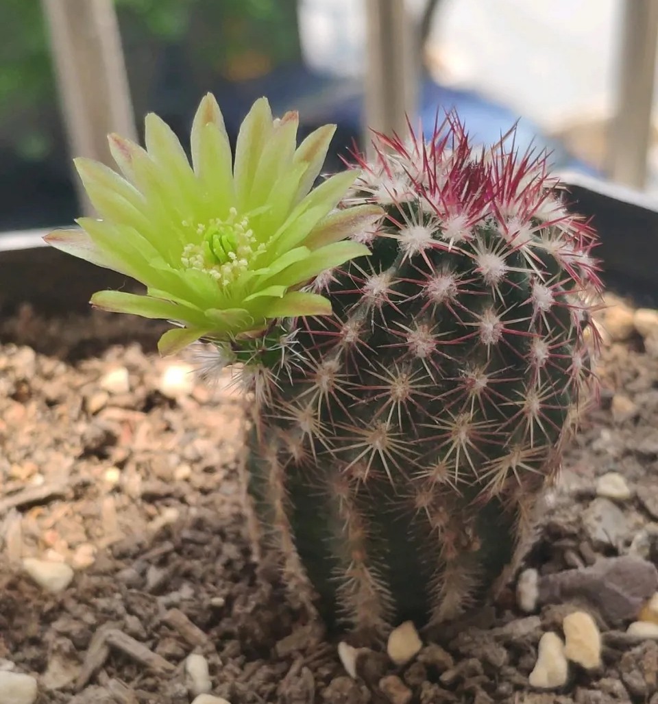 太极莲仙人球,狂莲仙人球