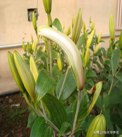 百合虫害的防治方法,百合病虫防治和管理