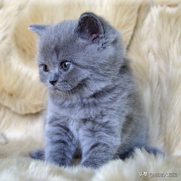 英短猫纯种怎么看,英短虎斑猫是纯种的吗