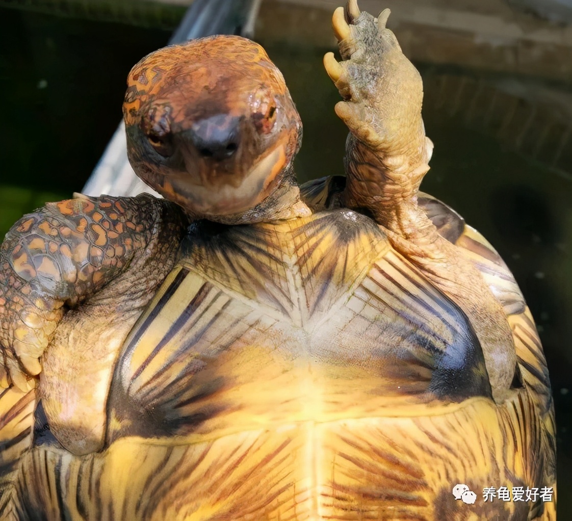 龟死亡的三大原因,龟死了的8个预兆