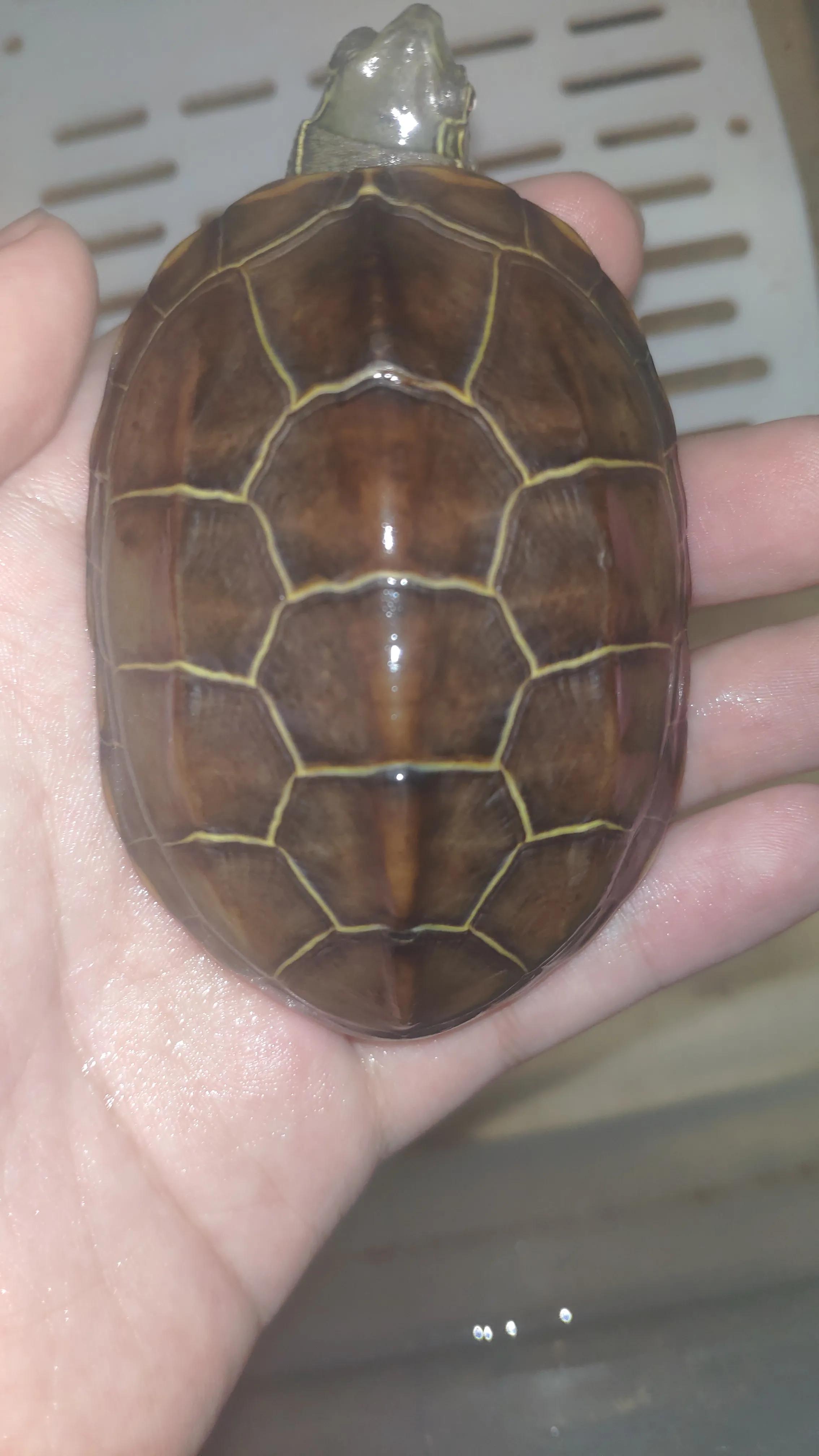 一入龟坑深度解析,养龟新手踩坑