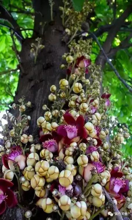 菩提花开观自在,菩提花开见性成佛