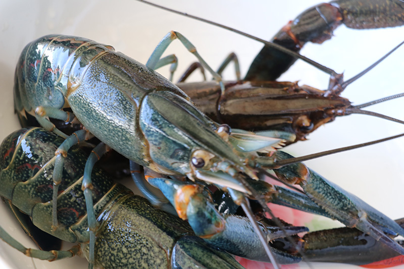 *疆新**男子沙漠5亩池塘养澳洲淡水虾,个头比手掌大,亩利润达万元