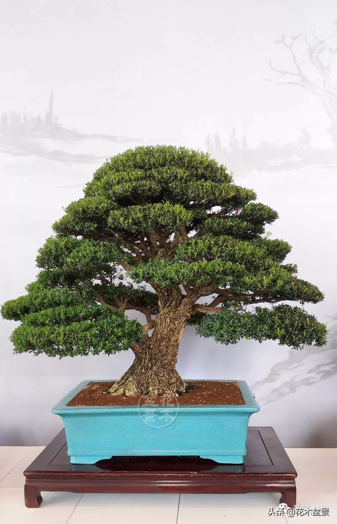 家有黄杨世代栋梁是指哪种黄杨,家有黄杨代代出栋梁