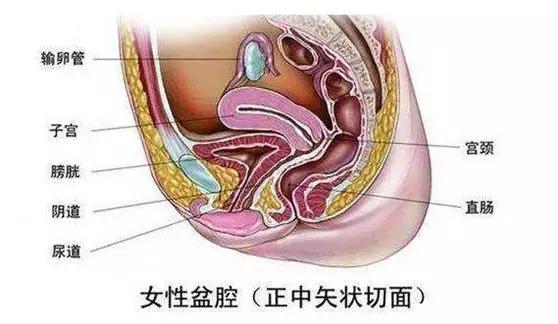 子宫科普知识,关于不孕症你了解多少