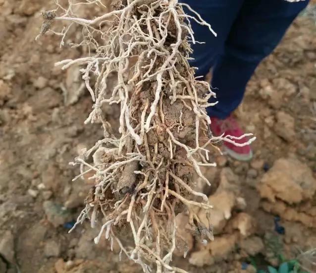 柑橘老叶向内卷是什么原因,柑橘卷叶解决方案之一