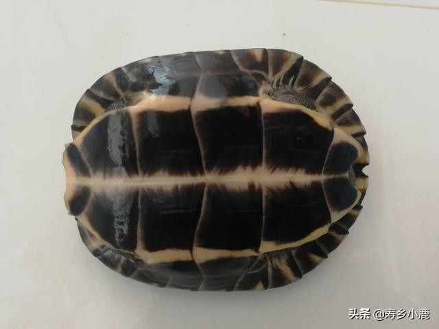 如何鉴别自己养的“南石”是不是纯种的南石？