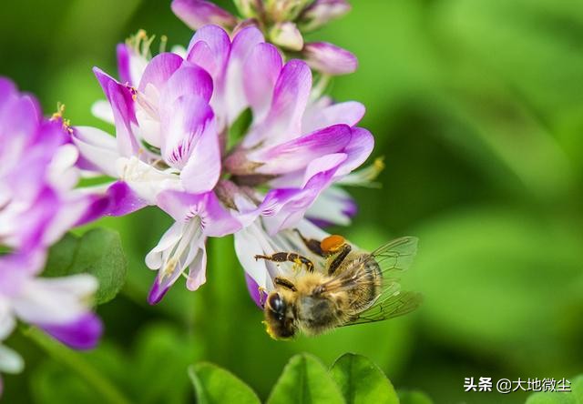 紫云英蜂蜜哪里产的好,周氏紫云英蜂蜜效果怎么样