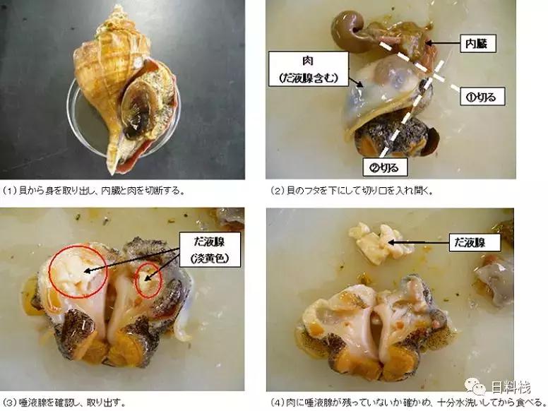 峨螺是什么,厚重峨螺