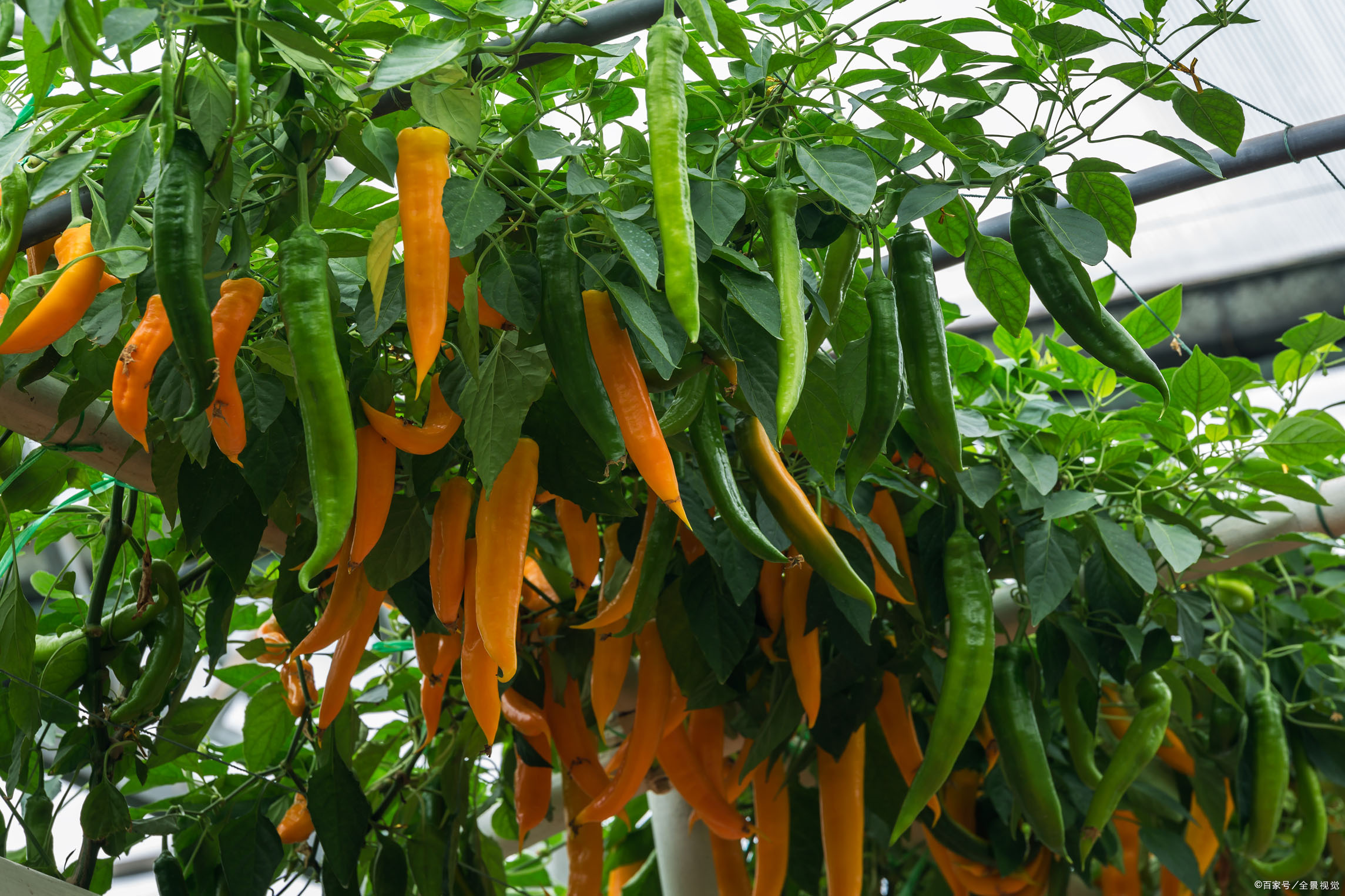 种植辣椒怎么施有机肥好,农村辣椒怎么种植才能高产