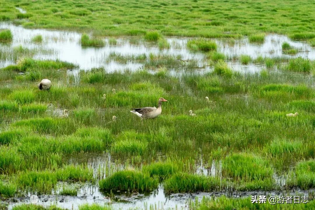 六月奔赴甘南去见证它究竟有多美,六月的甘南简直太美了