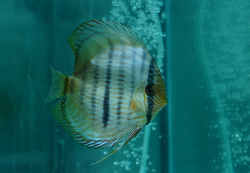 热带鱼白点病的最佳治疗方法,热带鱼白点病怎么治