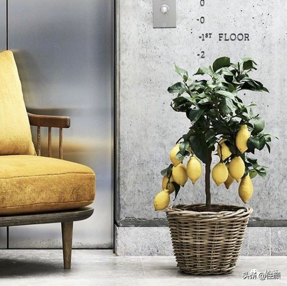 柠檬树装饰材料,柠檬树家居用品