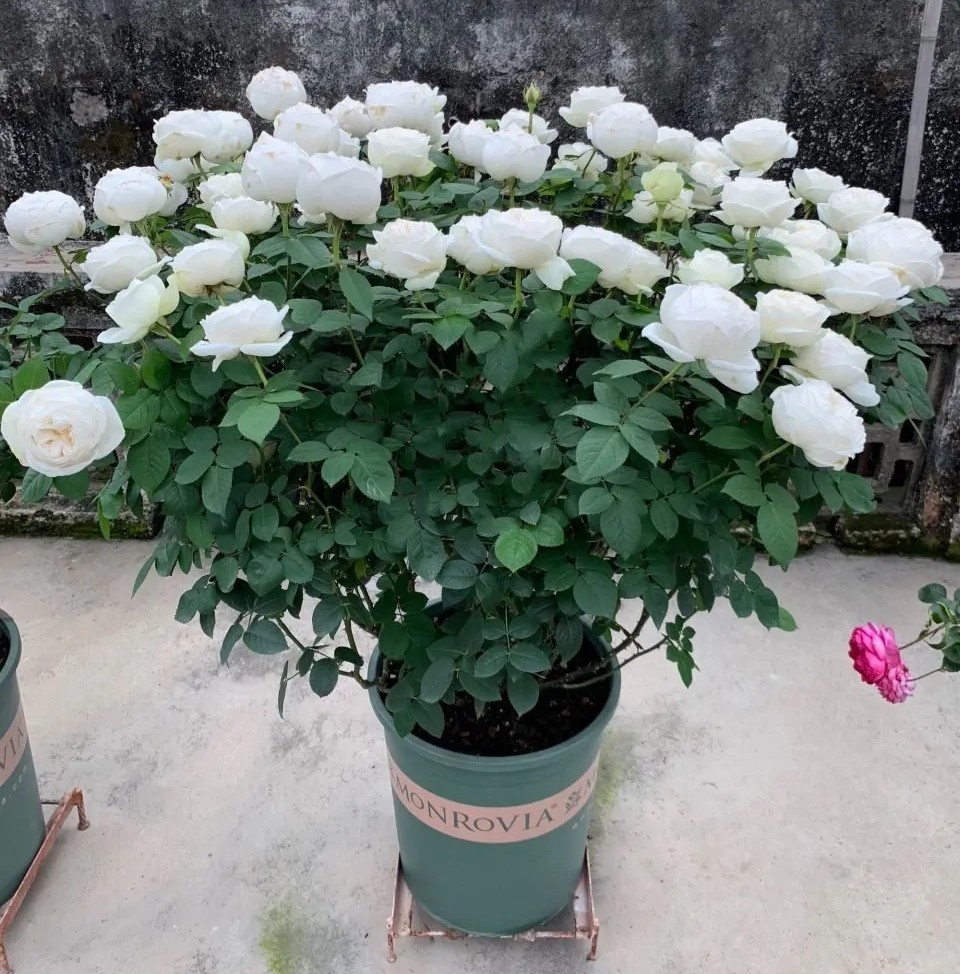 100种月季经典品种,100种经典月季品种