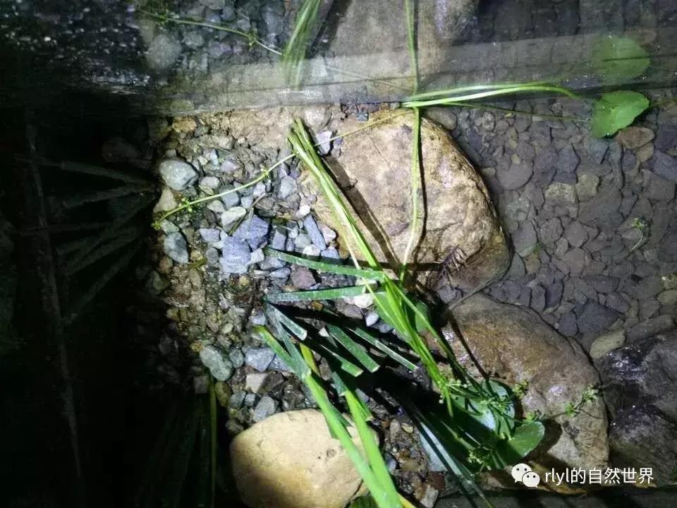 黄缘龟多大可以进环境造景,黄缘龟造景用陶粒还是火山石