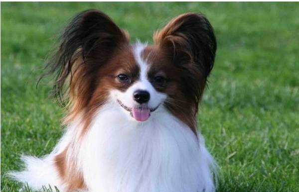 十大最干净最好养的小型狗,什么狗最干净而且便宜最好养