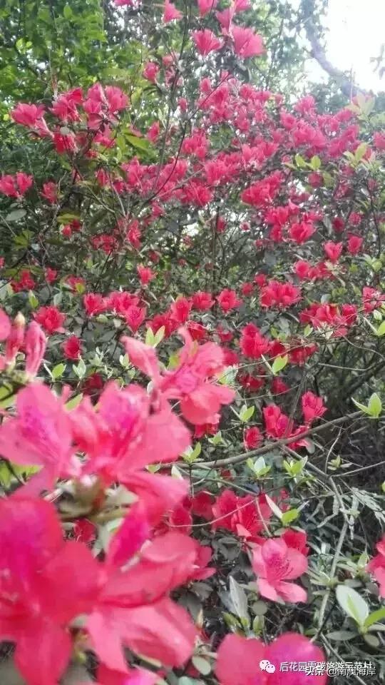 后花园旅游风景区,后花园古镇免费景点