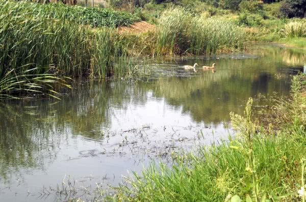夏季钓野河怎样选钓位,初夏钓野鲫怎么选钓点