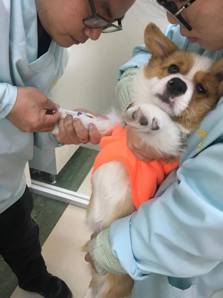 宠物看病怕被坑？宠物医院常见项目检查费用，了解一下