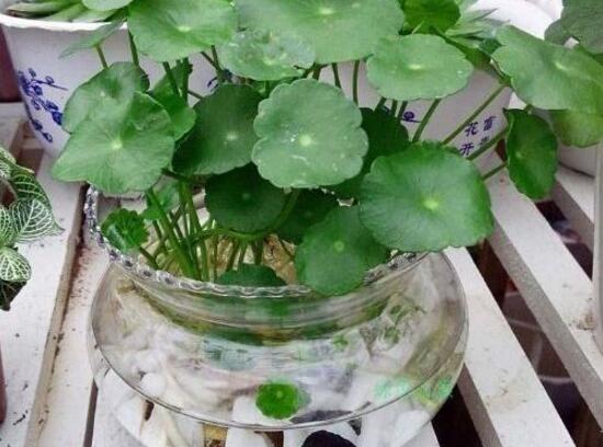 铜钱草烂根的原因,铜钱草烂根的原因及解决方法