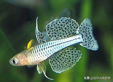 最好看的鱼灯,哪些灯鱼发色好看