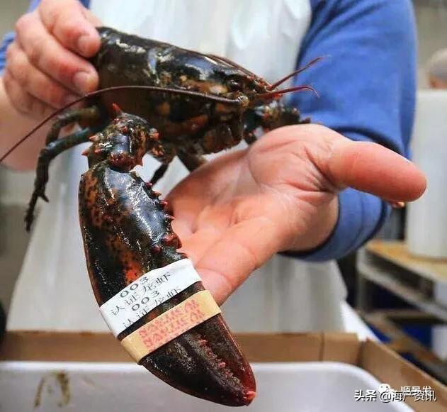 春节必买的海鲜,一年四季海鲜怎么选