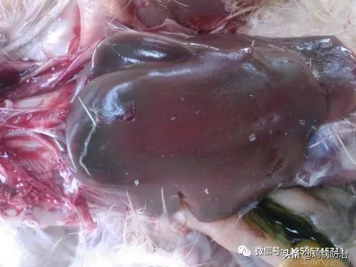 婴儿沙门氏菌怎么防治,小鸡沙门氏菌怎么防治