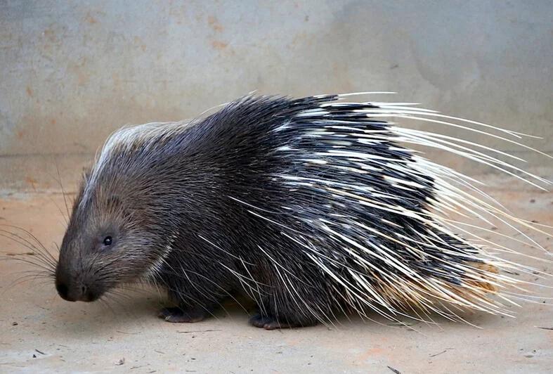 豪猪养殖优缺点,豪猪危害作物