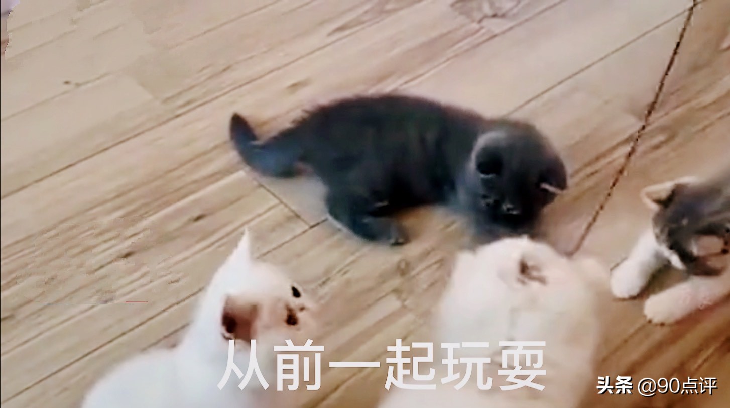 辽宁：小猫的兄弟姐妹被抱走，孤独的它落泪了，网友见之很心疼