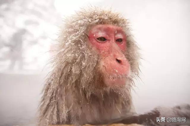 日本温泉猴子纪录片,日本猴子泡温泉头顶毛巾