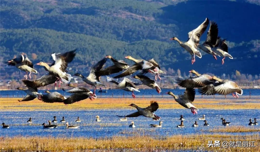 丽江是个怎样的地方,丽江是一个浪漫的城市