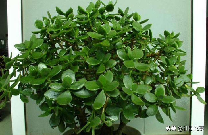 七种花不能养,7种花寓意美好花开不断